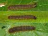 Conistra sp.